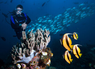 Scuba diver exploring coral reef with School of Fish.
