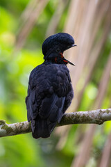 Bare-necked Umbrellabird perching on branch