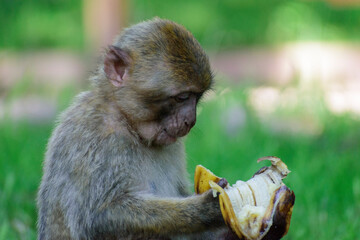Un singe qui mange une banane-Montagne de singe