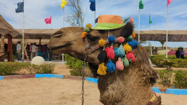 A camel in bright clothes on a leash chews and waits for work. Portrait of an animal in close-up. Horseback riding for tourists, a tourist attraction in Egypt