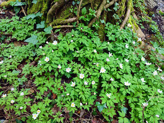 Wild forest flowers