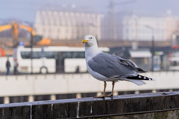 Bird with yellow  beak in town