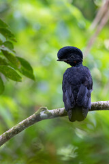 Bare-necked Umbrellabird perching on branch