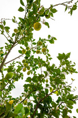 lemon tree in the detail - branches with lemon fruit