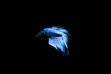 Blue Betta fish, Siamese fighting fish in movement isolated on black background. Fish Wallpaper