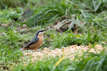 Eurasian Nuthatch, Nuthatch, Sitta europaea