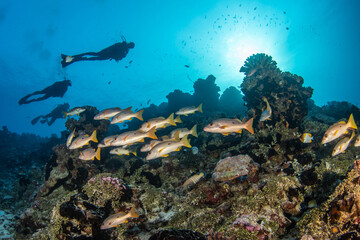 Naklejka na ściany i meble Reef life, French Polynesia