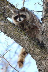 raccoon on tree looking down