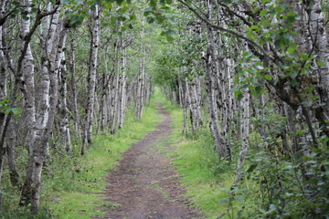 calm serene footpath trail in the woods