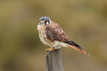 American Kestrel perching on a fence post