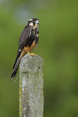 American Kestrel perching on a fence post