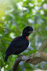 Bare-necked Umbrellabird perching on branch