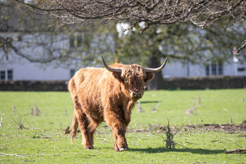 highland cow 