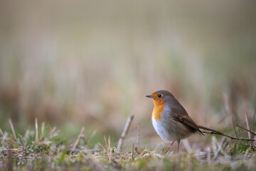 Bird Robin Erithacus rubecula, small bird, spring time in Poland Europe