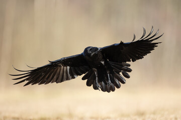 Bird beautiful flying raven Corvus corax North Poland Europe