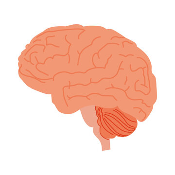 Human brain. Internal organ, anatomy. Vector cartoon flat icon illustration isolated on white background
