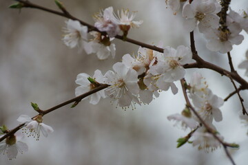 White flowers in spring on a tree