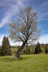 Windgebeugt