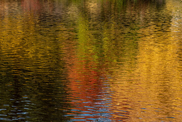 Fototapeta premium Abstract fall composition featuring the reflection of fall foliage on a lake- large background and backdrop copy space