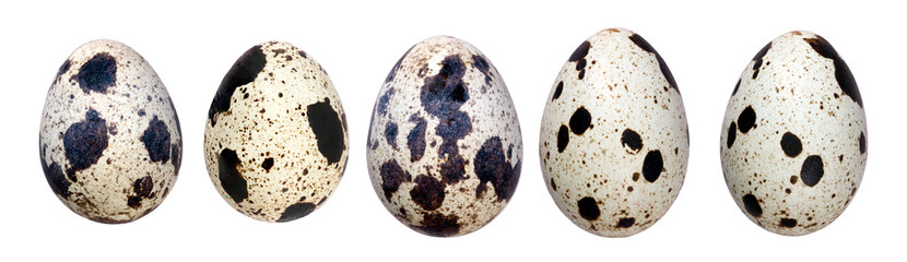 Fototapeta premium Quail eggs on an isolated background.