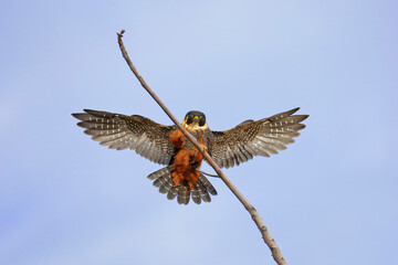 Bat Falcon flying