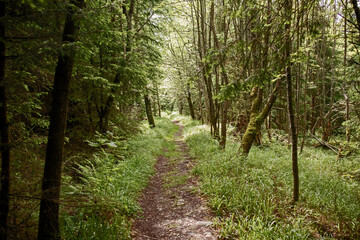 Obraz premium Waldpfad