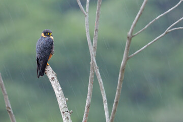 Bat Falcon hunting from branch
