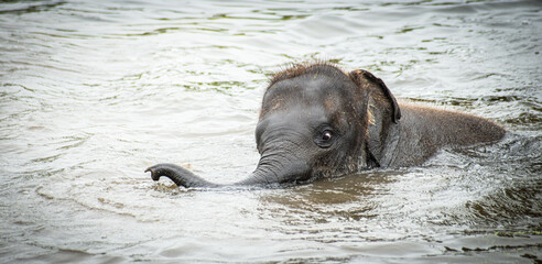 Baby Elephant Swimming