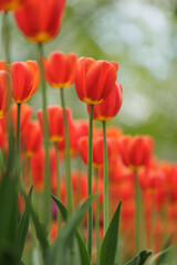 blooming red tulips in park on flower bed. spring fresh flowers in sunlight. grow plants in garden for sale in flower salon. florists, bouquet as gift