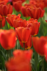 blooming red tulips in park on flower bed. spring fresh flowers in sunlight. grow plants in garden for sale in flower salon. florists, bouquet as gift