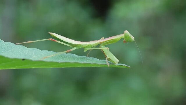 Giant asian mantis nymph on the leaves