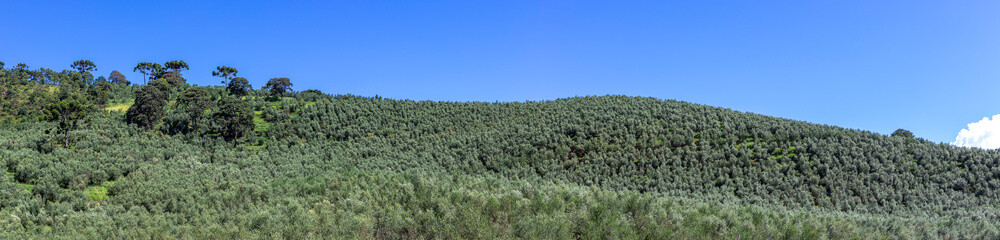 Oliveiras plantação em fazenda na Mantiqueira