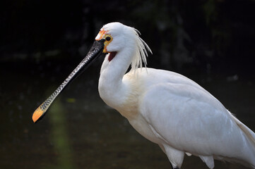 Eurasian spoonbill (Platalea leucorodia) portrait