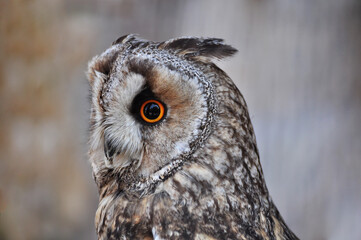 Long-eared owl (Asio otus) portrait