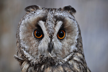 Long-eared owl (Asio otus) portrait
