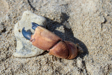 crab claw on sand
