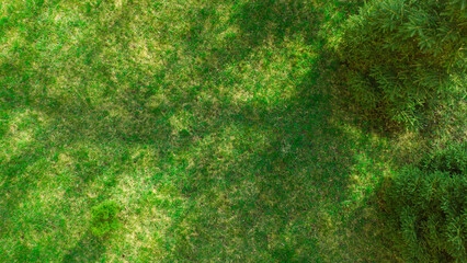 Green lawn, top view