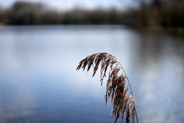 Grass by the lake