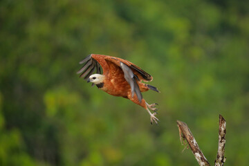 Fototapeta premium Black-collared Hawk flying