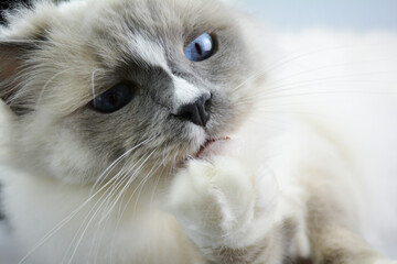 Young ragdoll kitten. Purebred cat looking at the camera. Fuzzy and fluffy cat with blue eyes.