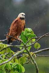Black-collared Hawk perching on branch
