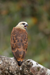 Black-collared Hawk perching on branch