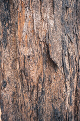 dead tree bark