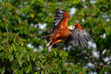 Fototapeta na wymiar Black-collared Hawk flying