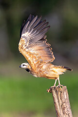 Black-collared Hawk perching on a branch