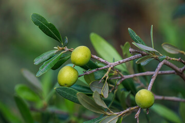 3 green olives in their natural state on a branch of the tree.