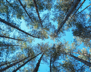 Looking up pine trees crowns branches in woods or forest. Woodlands of Germany. Bottom view of tall pine trees. Blue sky in background.Tops of trees from ground view