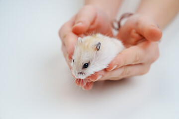 a small white with a red hamster in children's hands.
