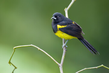 Black-cowled perching on branch