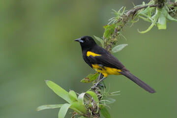 Black-cowled perching on branch